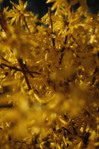 Kaboompics - Yellow Spring Blossoms against a Dark Soft-Focus Background