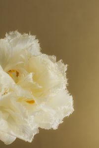 Kaboompics - White Frilled Flower Macro Detail