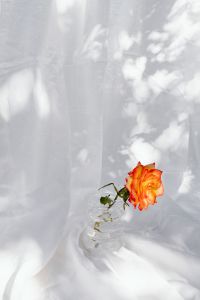 Kaboompics - Small Coral Rose Vase in a Soft White Fabric Setting