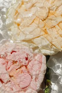 Kaboompics - Pale Peach and Blush Flowers Beneath Glass Reflections, Abstract Botanical Background