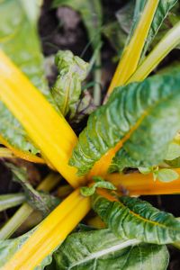 Kaboompics - Beet leaves