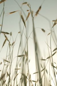Kaboompics - Minimal Pale Sky with Delicate Wild Grass Stems and Copy Space