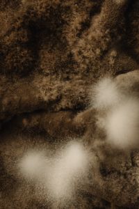 Kaboompics - Petri Dish Mold Texture with Soft White Spots