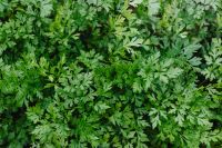 Kaboompics - Lush Parsley Leaves Filling a Backyard Herb Garden