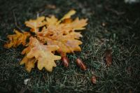 Kaboompics - Autumn leaves on the ground