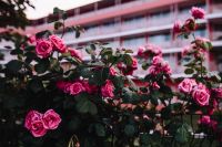 Kaboompics - Roses of Bulgaria