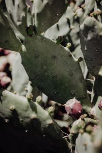 Kaboompics - Close-Up of Prickly Pear Cactus with Red Fruit