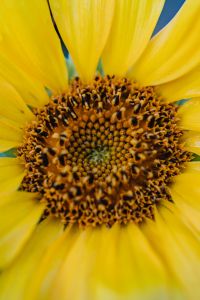 Kaboompics - Macro View of Sunflower Seeds and Golden Petals