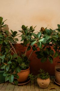 Kaboompics - Potted Plants Against Terracotta Wall