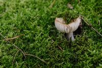 Kaboompics - White Mushroom in a Mossy Forest Floor