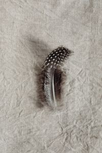 Kaboompics - Overlapping Spotted Feathers on Textured Gray Fabric