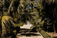 Kaboompics - Palm Fronds Spreading Across a Tropical Garden View