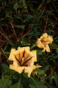 Kaboompics - Yellow Trumpet Flowers on Green Bush