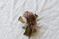 Kaboompics - Dried Protea Flower on Rumpled Linen, Minimal Neutral Floral Background with Copy Space