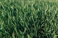 Kaboompics - Close-ups of green grass