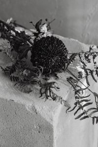 Kaboompics - Black and White Chrysanthemum and Foliage Against Textured Wall