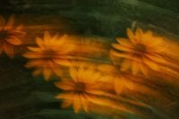 Kaboompics - Orange Flowers in Green Garden Foliage