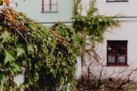Kaboompics - Ivy Covered Courtyard Wall in Zamość
