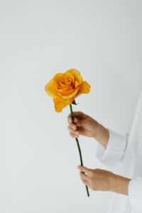 Kaboompics - Orange Rose Stem Held in Both Hands for Minimal Floral Branding