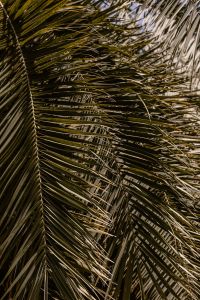 Kaboompics - Portrait Arrangement of Palm Leaves Across a Garden View