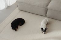 Kaboompics - Overhead Photo of Two Small Dogs on a Living Room Rug