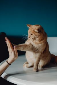 Kaboompics - Curious Ginger Cat Tapping a Person’s Hand Beside a Teal Chair