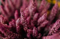 Kaboompics - Pink Erica Buds in Close-Up with Soft Burgundy Background, Horizontal Macro