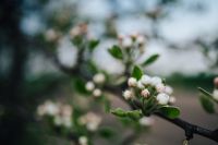 Kaboompics - Little flowers on trees