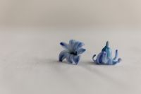 Kaboompics - Two Detached Blue Hyacinth Blossoms on White Linen