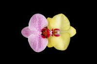 Kaboompics - Colorful Orchid Flower Arrangement Isolated On Black