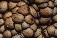 Kaboompics - Cluster of Brown Puffball Mushrooms on the Forest Floor