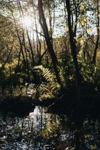 Kaboompics - Sunlit Trees Reflected in Forest Water