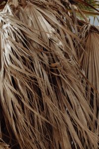 Kaboompics - Dried Palm Frond Background with Layered Texture