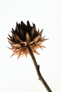 Kaboompics - Dried Echinacea Flower Head Minimal Botanical Close Up