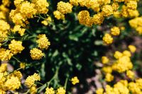 Kaboompics - Small Yellow Flowers on Dark Green Background, Botanical Copy Space