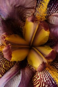 Kaboompics - Extreme Macro of Purple Iris Flower Center