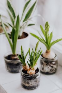 Kaboompics - Soft Focus Spring Bulbs and Green Leaves in Glass Jars