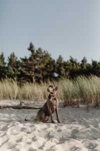 Kaboompics - Canine Couture - Paws and Style