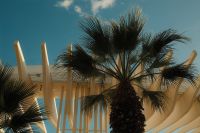 Kaboompics - Palm Trees Beneath a Sculptural Canopy at a Mediterranean Resort