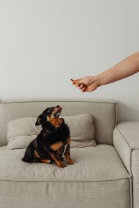 Kaboompics - Small Dog Looking Up from a Neutral Sofa for a Snack