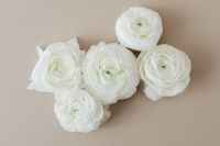 Kaboompics - Five White Ranunculus Flowers Scattered on Beige, Overhead Flat Lay