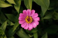Kaboompics - Single Magenta Zinnia Flower Close-Up