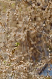 Kaboompics - Spring Plantings at Madrid Botanical Garden