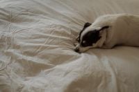 Kaboompics - Small Black and White Dog Resting on White Bedding, Cozy Bedroom Scene