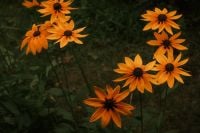 Kaboompics - Orange Flower Motion Blur with Green Leaves