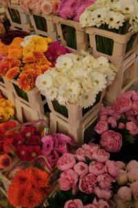 Kaboompics - Gerbera Flower Crates in Pink, Cream and Orange