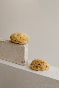 Kaboompics - Two Natural Sea Sponges on Stepped Concrete Blocks