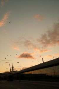 Kaboompics - Birds and Industrial Waterfront at Sunset