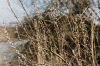 Kaboompics - Fresh spring catkin branches