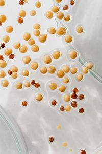 Kaboompics - Close-Up of Amber Petri Dish Colonies on White Agar